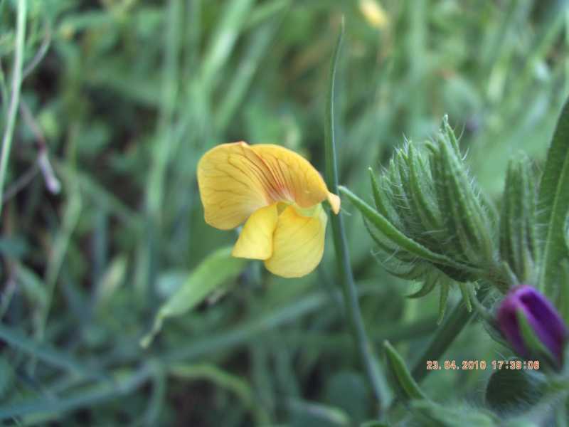 Lathyrus annuus / Cicerchia pallida